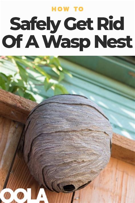 How To Safely Get Rid Of A Wasp Nest | Wasp nest, Wasp, Nest