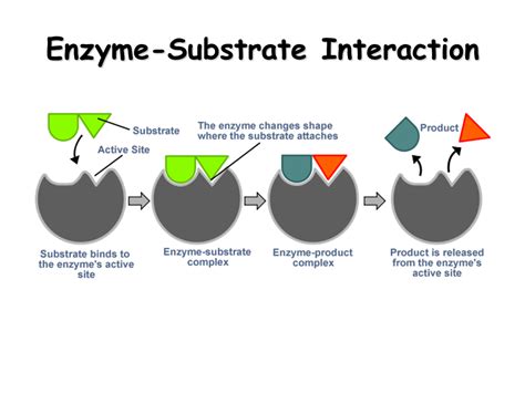 [DIAGRAM] Diagram Of Enzyme Interaction - MYDIAGRAM.ONLINE