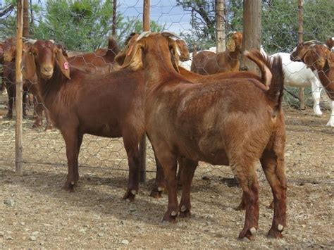 Kalahari Red Goats - KUHLASE LIVESTOCK FARMING