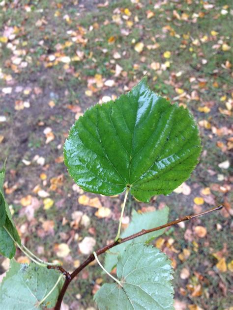 Little-leaf Linden | Bates Canopy | Bates College