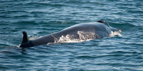 Sei Whale Spitsbergen Arctic Wildlife Marine Life Svalbard Antarctica ...