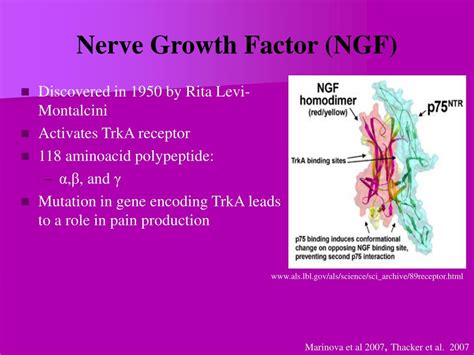 PPT - The Role of Nerve Growth Factor (NGF) on Mast Cells During ...