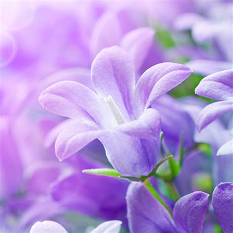 App Insights: Lilac Flowers Live Wallpaper | Apptopia