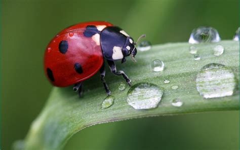 Ladybug Wallpapers - Wallpaper Cave