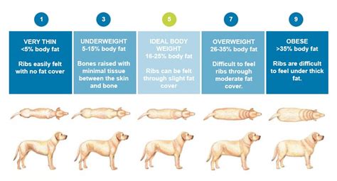 Coronavirus Leads to Rise In Pet Obesity - Dogtopia