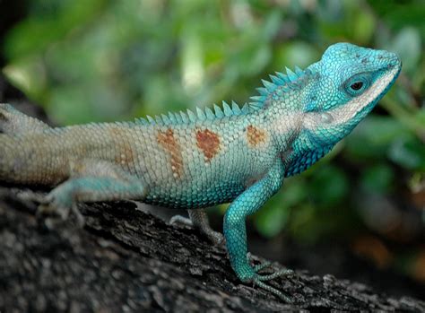 File:Bangkok Reptiles Blue crested Lizard.jpg