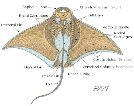 stingray teeth | Manta Ray ( Manta birostris ) FAQ | Animal science ...