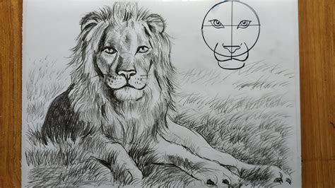 Lion Pencil Drawing Outline