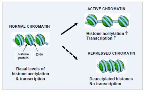 Histone acetylation increases gene expression via changes in chromatin ...