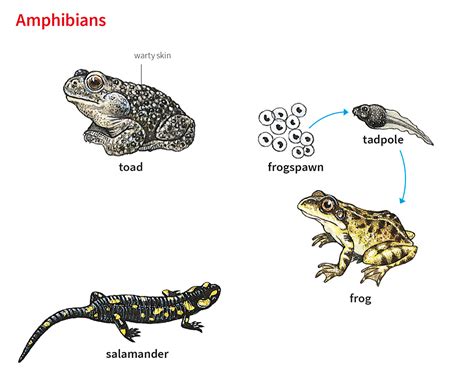 amphibian noun - Definition, pictures, pronunciation and usage notes ...