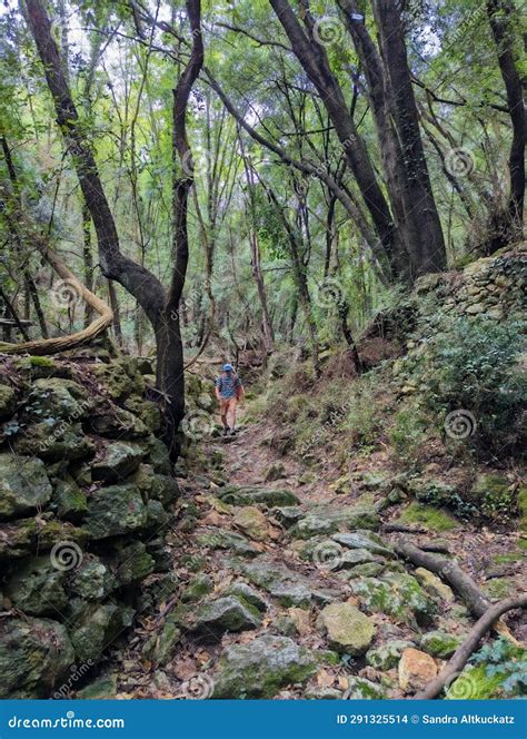 Hiking in the Woods of Liguria Editorial Stock Image - Image of woods ...