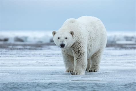 Polar Bears, Arctic National Wildlife Refuge - Outdoor Photographer