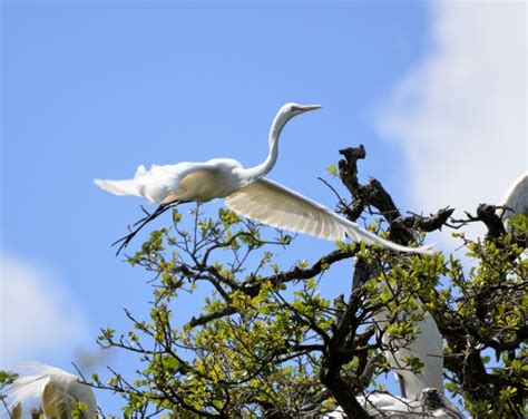 Great White Heron Flying Free Stock Photo - Public Domain Pictures