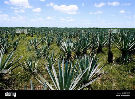 botany, Agave, Sisal, (Agave sisalana), on field, plantation ...