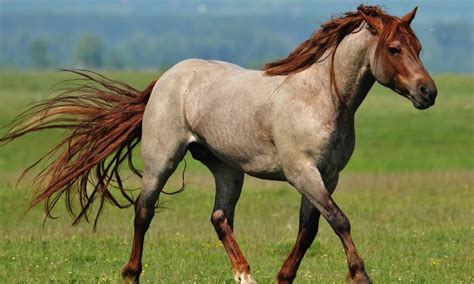 Horse coat colours and patterns