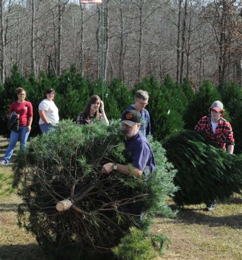 Beavers Christmas Tree Farm - Trafford, Alabama