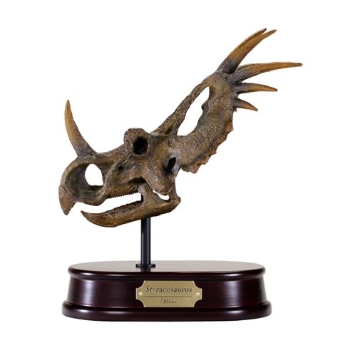 Styracosaurus Skull Model | DinoStoreus