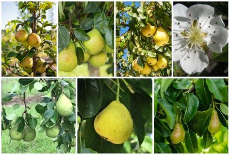 7 Best Varieties of Pear Trees to Grow in Florida