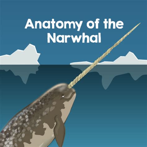 Narwhal Internal Anatomy