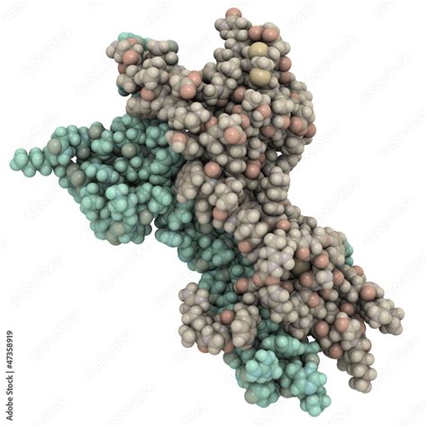 Nerve growth factor (NGF) protein molecule, chemical structure. Stock ...