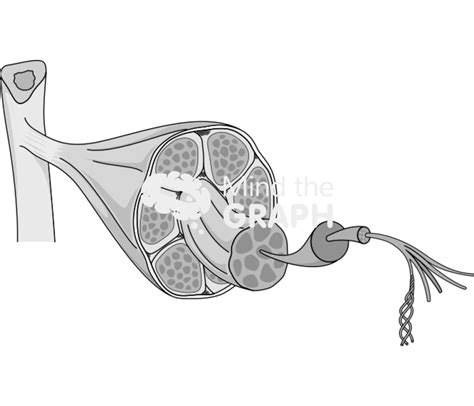 Tendon anatomy