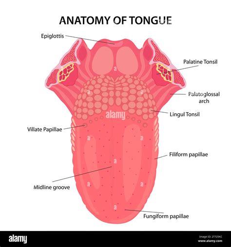 Anatomy of Human Tongue Illustration Stock Photo - Alamy