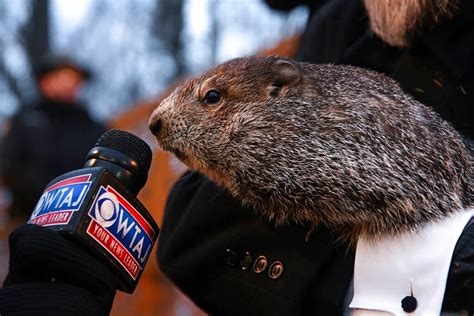 Punxsutawney Phil from Punxsutawney, Pennsylvania — GROUNDHOG DAY