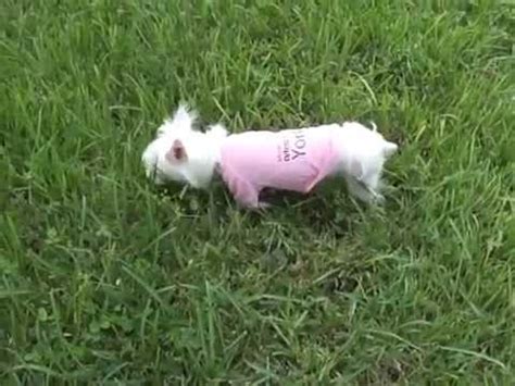 ALBINO SILKY TERRIER "BELLA" WORLD'S CUTEST YORKIE - YouTube