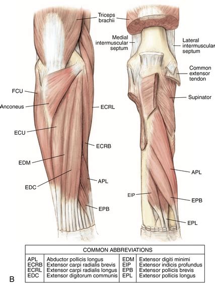 Elbow and forearm | Musculoskeletal Key