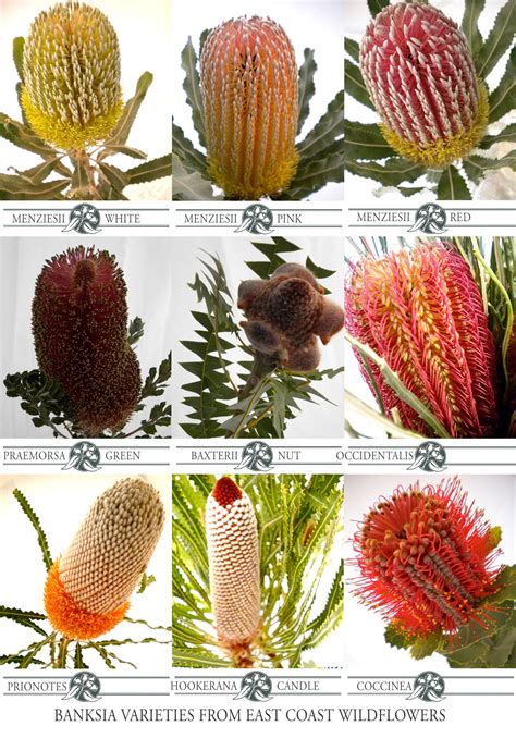 Nine of our most popular #banksia cut flower varieties that we grow and ...