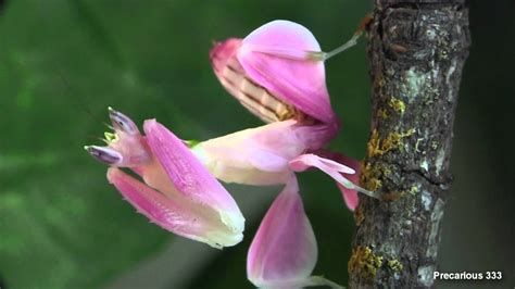 Praying Mantis Flower Camouflage | Best Flower Site