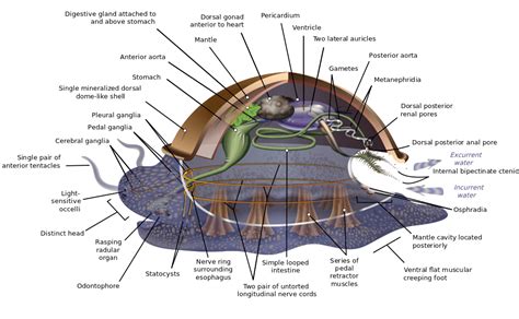 10 Facts About Mollusks