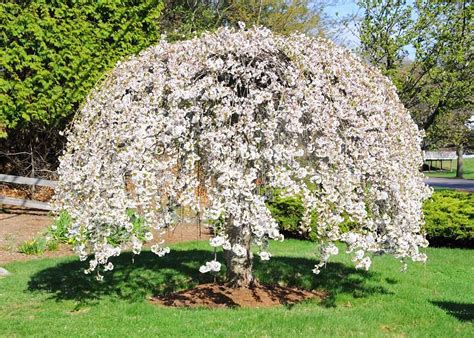 Snow Fountain Weeping Cherry — Affordable Trees