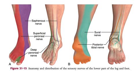 EM Didactic: Ankle Block (Landmark Technique) - Procedures