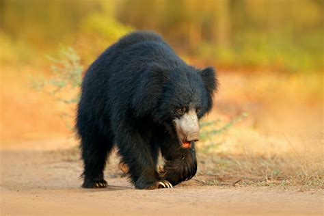 Sloth Bear: Size, Habitat, and Hibernation | RoundGlass | Sustain