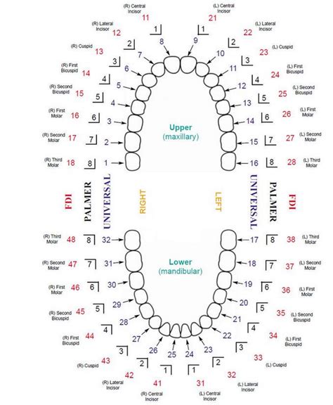 Universal Tooth Numbering System Chart