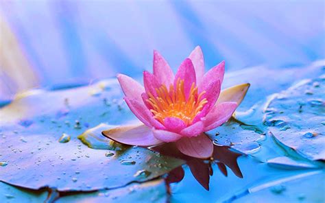 Zen Lotus Flower Wallpapers - Top Free Zen Lotus Flower Backgrounds ...