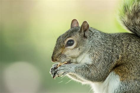 Squirrel Eating nuts by Pixsoluteuk on DeviantArt