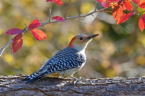 Red-Bellied Woodpecker: Field Guide, Pictures, Habitat & Info - Optics Mag