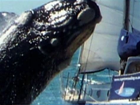 Whale Jumping on Boat: Shocking Video, Photos You Can't Believe - CBS News