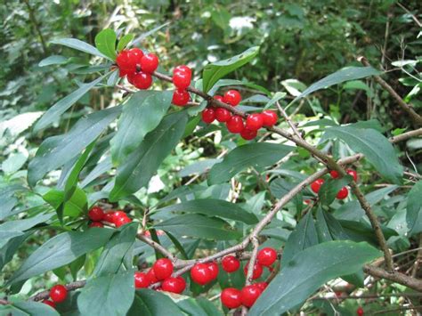 Identify Poisonous Berries in the Fall with Pictures! | Almanac.com