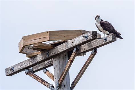 Osprey Nesting