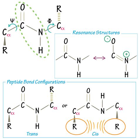 Amino Acids Linked By Peptide Bonds - Brain Mind Article