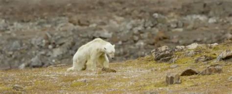 This Soul-Crushing Video of a Starving Polar Bear Reminds Us Global ...