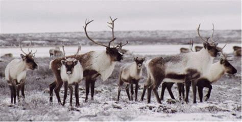 caribou_herd2LUXURY2.COM