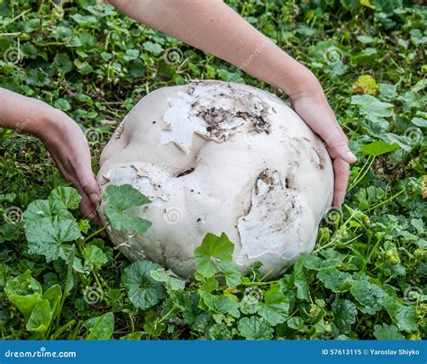 Giant Puffball is Edible and Medicinal Mushroom Stock Image - Image of ...