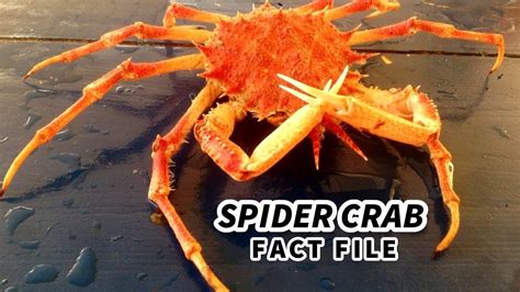 Spider Crab Facts: a TRUE CRAB 🦀 Animal Fact Files - YouTube