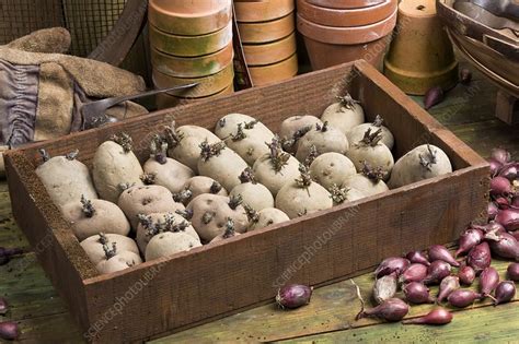 Seed potatoes chitting - Stock Image - B887/0221 - Science Photo Library