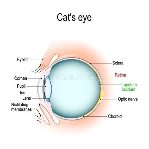 Dog Eye Anatomy Stock Illustrations – 129 Dog Eye Anatomy Stock ...