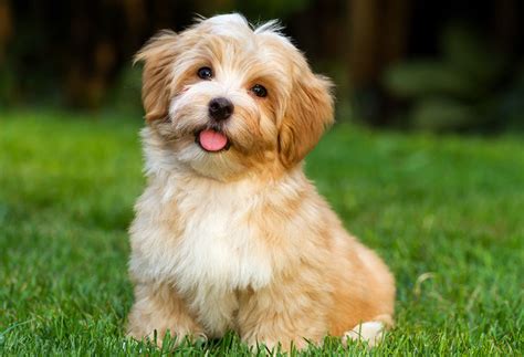 28 Fluffy Dog Breeds (Big and Small Breeds) | PlayBarkRun